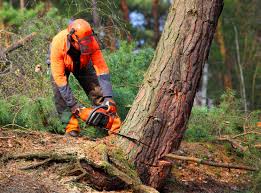 Best Fruit Tree Pruning  in , PA