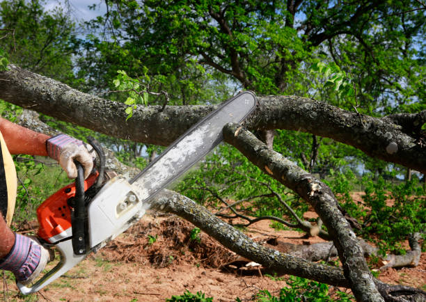 Best Tree Risk Assessment  in , PA